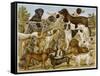 Large Assortment of Dogs: Including:Hounds Setters and Spaniels-null-Framed Stretched Canvas