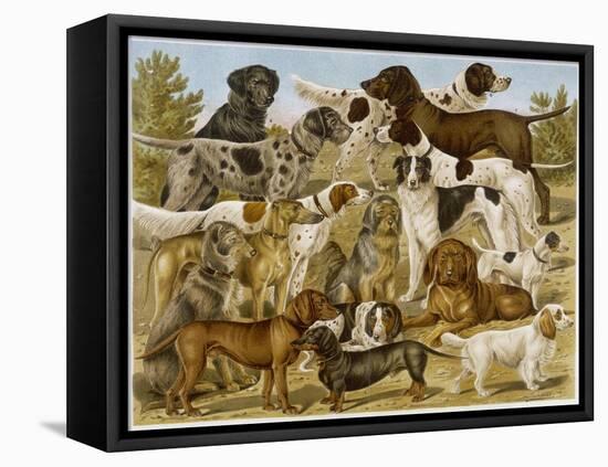 Large Assortment of Dogs: Including:Hounds Setters and Spaniels-null-Framed Stretched Canvas