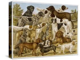 Large Assortment of Dogs: Including:Hounds Setters and Spaniels-null-Stretched Canvas