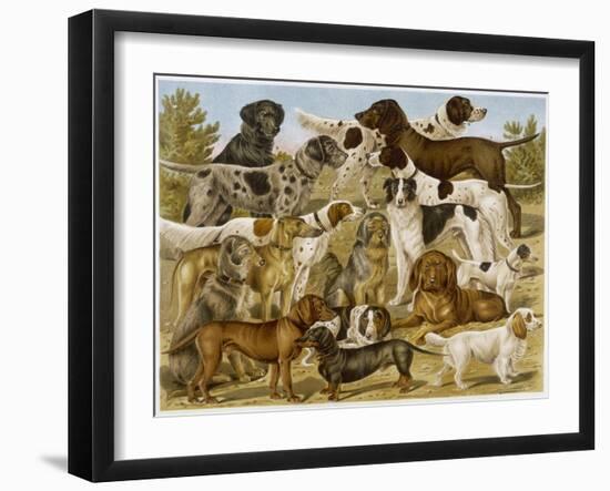 Large Assortment of Dogs: Including:Hounds Setters and Spaniels-null-Framed Art Print