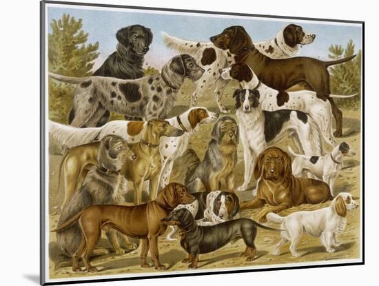 Large Assortment of Dogs: Including:Hounds Setters and Spaniels-null-Mounted Art Print