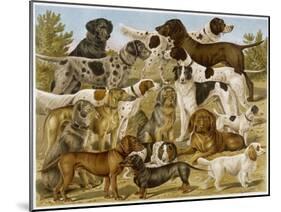 Large Assortment of Dogs: Including:Hounds Setters and Spaniels-null-Mounted Art Print