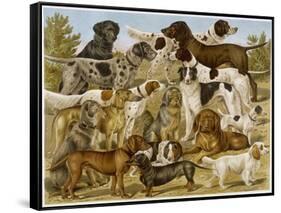 Large Assortment of Dogs: Including:Hounds Setters and Spaniels-null-Framed Stretched Canvas