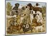 Large Assortment of Dogs: Including:Hounds Setters and Spaniels-null-Mounted Art Print