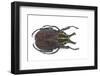 Large Beetle from Mexico, Inca Clathrata Sommeri-Darrell Gulin-Framed Photographic Print