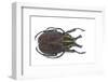 Large Beetle from Mexico, Inca Clathrata Sommeri-Darrell Gulin-Framed Photographic Print