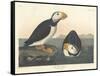 Large-billed Puffin, 1836-John James Audubon-Framed Stretched Canvas