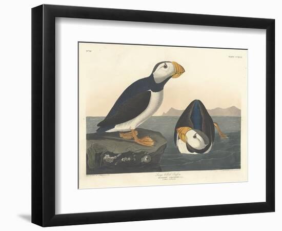 Large-billed Puffin, 1836-John James Audubon-Framed Premium Giclee Print