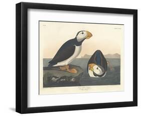 Large-billed Puffin, 1836-John James Audubon-Framed Premium Giclee Print