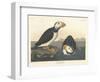 Large-billed Puffin, 1836-John James Audubon-Framed Premium Giclee Print