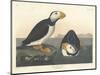 Large-billed Puffin, 1836-John James Audubon-Mounted Premium Giclee Print