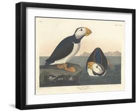 Large-billed Puffin, 1836-John James Audubon-Framed Giclee Print