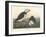 Large-billed Puffin, 1836-John James Audubon-Framed Giclee Print