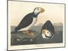 Large-billed Puffin, 1836-John James Audubon-Mounted Giclee Print