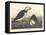 Large-billed Puffin, 1836-John James Audubon-Framed Stretched Canvas