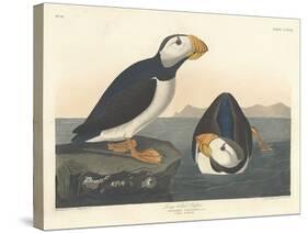 Large-billed Puffin, 1836-John James Audubon-Stretched Canvas