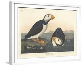 Large-billed Puffin, 1836-John James Audubon-Framed Giclee Print