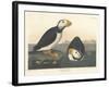 Large-billed Puffin, 1836-John James Audubon-Framed Giclee Print