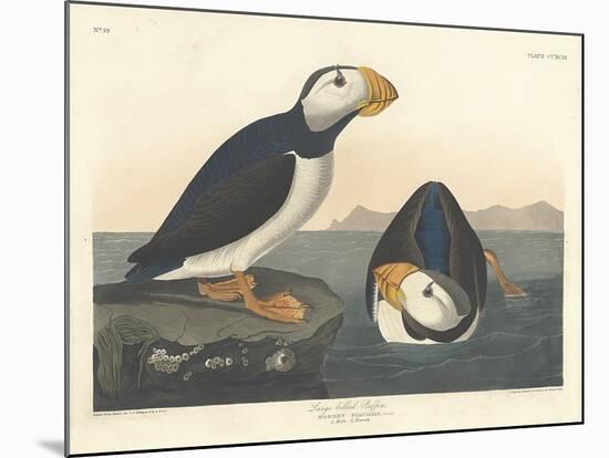 Large-billed Puffin, 1836-John James Audubon-Mounted Giclee Print