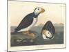 Large-billed Puffin, 1836-John James Audubon-Mounted Giclee Print