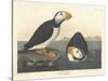 Large-billed Puffin, 1836-John James Audubon-Stretched Canvas