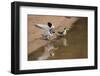 Large-Billed Tern, Northern Pantanal, Mato Grosso, Brazil-Pete Oxford-Framed Photographic Print