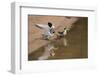 Large-Billed Tern, Northern Pantanal, Mato Grosso, Brazil-Pete Oxford-Framed Photographic Print