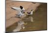 Large-Billed Tern, Northern Pantanal, Mato Grosso, Brazil-Pete Oxford-Mounted Photographic Print