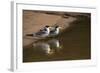 Large-Billed Tern, Northern Pantanal, Mato Grosso, Brazil-Pete Oxford-Framed Photographic Print