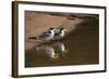 Large-Billed Tern, Northern Pantanal, Mato Grosso, Brazil-Pete Oxford-Framed Photographic Print