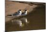 Large-Billed Tern, Northern Pantanal, Mato Grosso, Brazil-Pete Oxford-Mounted Photographic Print