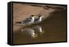 Large-Billed Tern, Northern Pantanal, Mato Grosso, Brazil-Pete Oxford-Framed Stretched Canvas