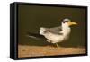 Large-Billed Tern-Joe McDonald-Framed Stretched Canvas