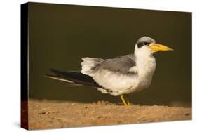 Large-Billed Tern-Joe McDonald-Stretched Canvas