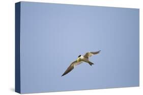 Large-Billed Tern-Joe McDonald-Stretched Canvas