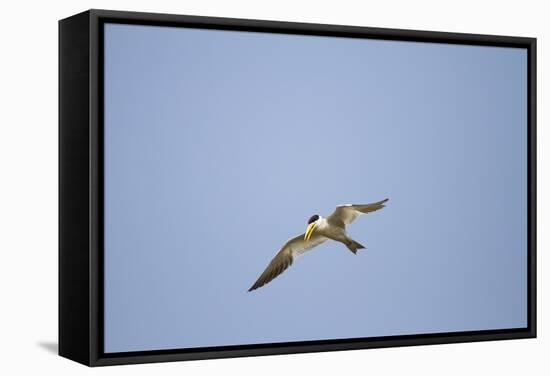 Large-Billed Tern-Joe McDonald-Framed Stretched Canvas