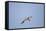 Large-Billed Tern-Joe McDonald-Framed Stretched Canvas