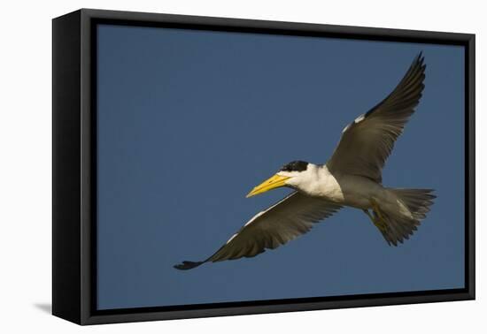 Large-Billed Tern-Joe McDonald-Framed Stretched Canvas