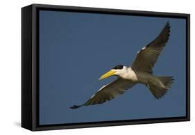 Large-Billed Tern-Joe McDonald-Framed Stretched Canvas