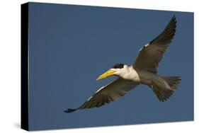 Large-Billed Tern-Joe McDonald-Stretched Canvas