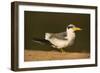 Large-Billed Tern-Joe McDonald-Framed Photographic Print