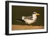 Large-Billed Tern-Joe McDonald-Framed Photographic Print