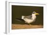 Large-Billed Tern-Joe McDonald-Framed Photographic Print