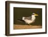 Large-Billed Tern-Joe McDonald-Framed Photographic Print