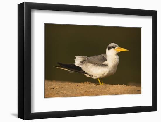 Large-Billed Tern-Joe McDonald-Framed Photographic Print