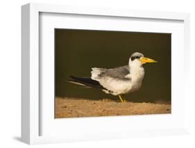 Large-Billed Tern-Joe McDonald-Framed Photographic Print