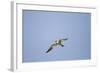 Large-Billed Tern-Joe McDonald-Framed Photographic Print