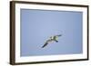 Large-Billed Tern-Joe McDonald-Framed Photographic Print