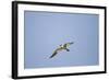 Large-Billed Tern-Joe McDonald-Framed Photographic Print