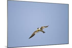 Large-Billed Tern-Joe McDonald-Mounted Photographic Print